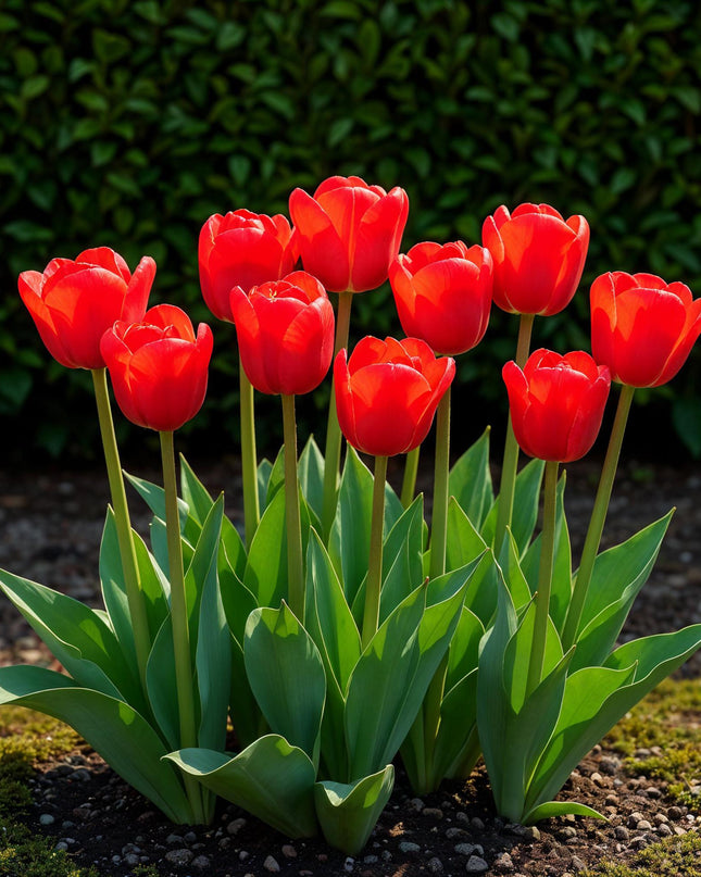 Bloembollen - Tulp Triumph Red - Kleur Rood - 15 stuks - Bolmaat 11/12 - XXL Pack