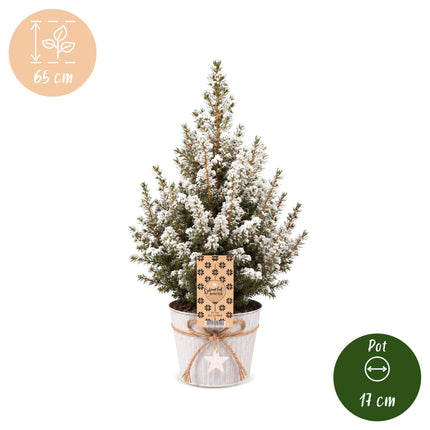 4x Kerstboom Picea glauca Conica - Kegelspar - incl. zinken pot - Ø17cm - ↕65cm