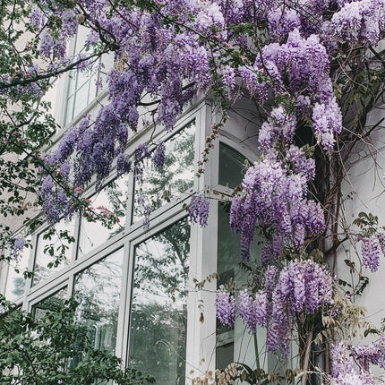 Paarse regen - Wisteria floribunda 'Naga Noda' - Ø15cm - ↕65cm