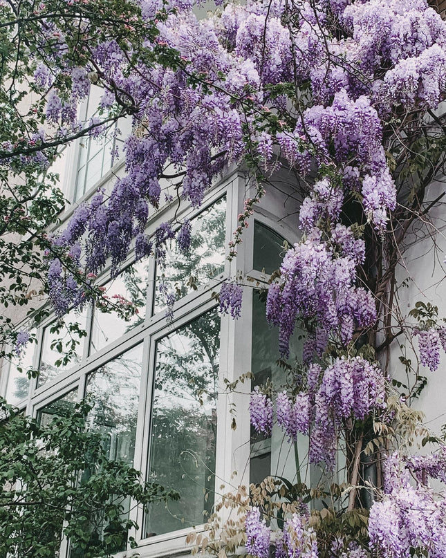 Paarse regen - Wisteria floribunda 'Naga Noda' - Ø15cm - ↕65cm