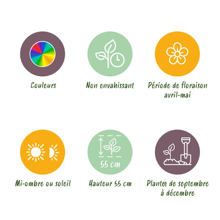 Bloembollen - Tulp Darwin Hybride Mix - Diversen Kleuren - 40 stuks - Bolmaat 10/12