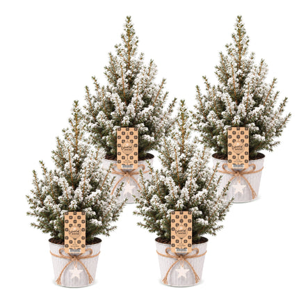 4x Kerstboom Picea glauca Conica - Kegelspar - incl. zinken pot - Ø17cm - ↕65cm