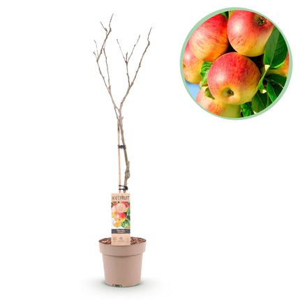 Appelboom - Malus domestica Jonagold - Geel groene Appel - Pot 21cm Hoogte 90cm