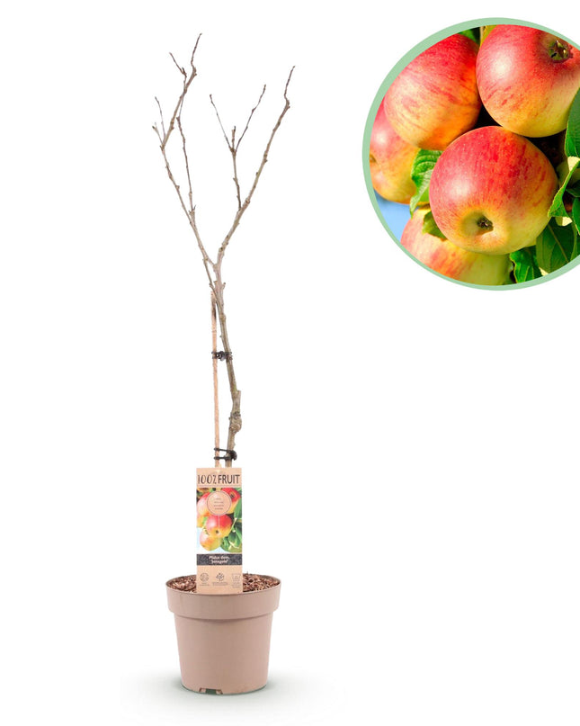 Appelboom - Malus domestica Jonagold - Geel groene Appel - Pot 21cm Hoogte 90cm