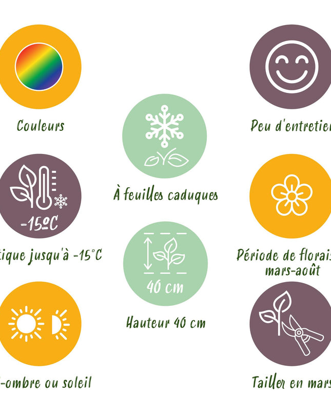 Borderpakket - Bodembedekkend - 24 Vaste planten - 3 m2 - Diversen kleuren - Weinig Onderhoud - Pot 11cm