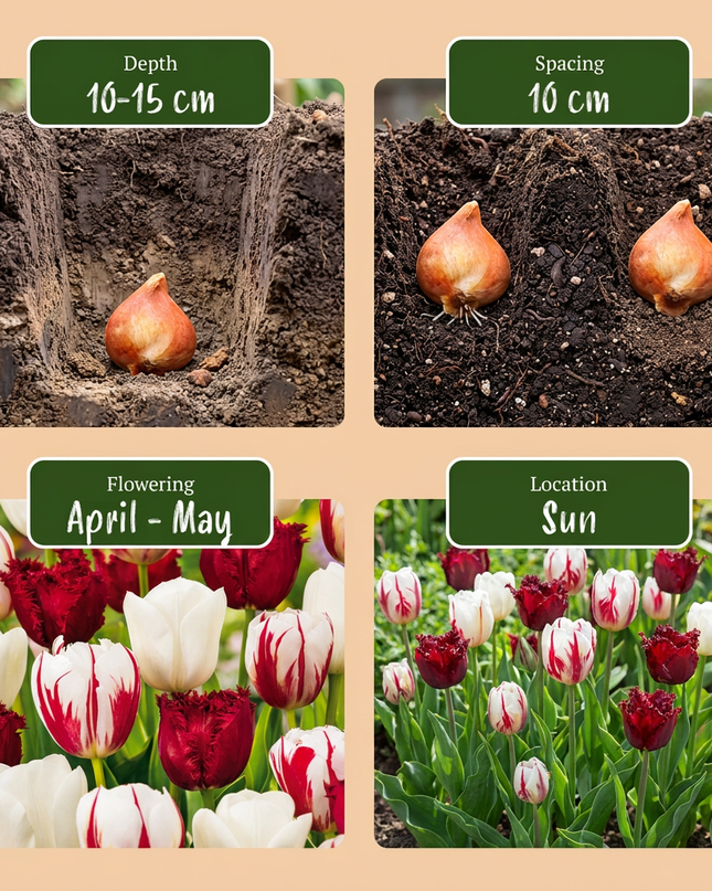 60x Tulipa Dutch Design - Tulipe Dutch Design - Rose et blanc - Floraison printanière - Calibre du bulbe 11/12