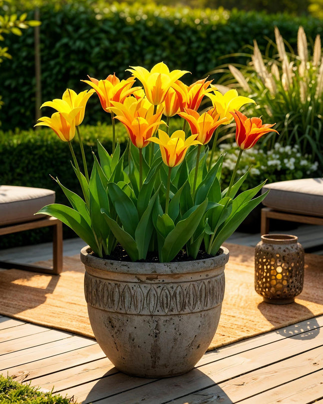 Bloembollen - Tulp Vendeeglobe - Kleur Geel - 12 stuks - Bolmaat 11/12 - XXL Pack