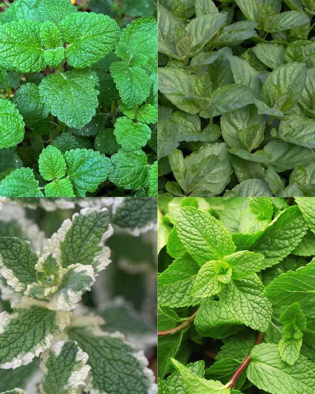 Borderpakket - Thee kruiden - 8 Vaste planten - 1 m2 - Diversen kleuren - Weinig Onderhoud - Pot 11cm