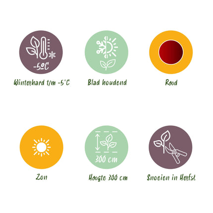 Bananen plant - 2 planten - Ensete ventricosum Maurelli - Winterhard - Pot 12cm Hoogte 30cm