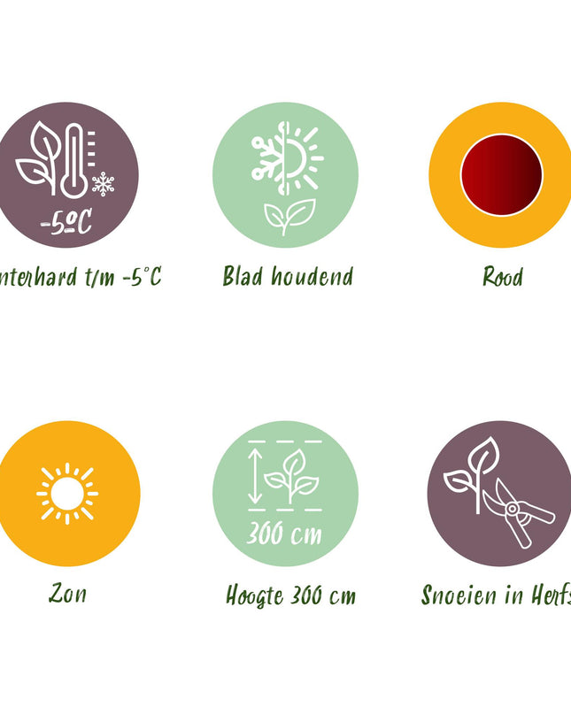 Bananen plant - 2 planten - Ensete ventricosum Maurelli - Winterhard - Pot 12cm Hoogte 30cm