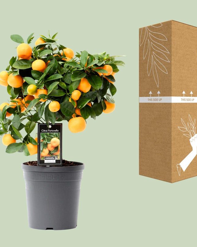 Citrus Calamondin - Ø15cm - ↕40cm