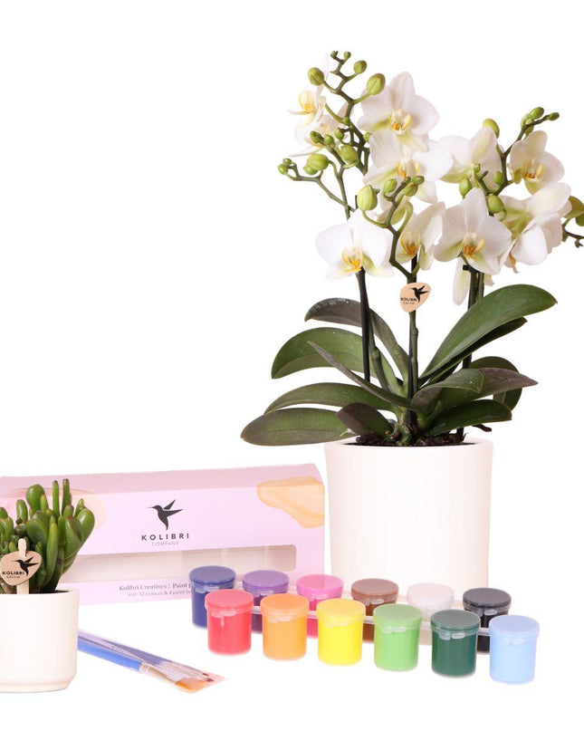 Kolibri Creatives | Verfpakket voor het schilderen van 8 bloempotten + orchideeën en succulenten | voor minimaal 4 personen | Creatieve visionair