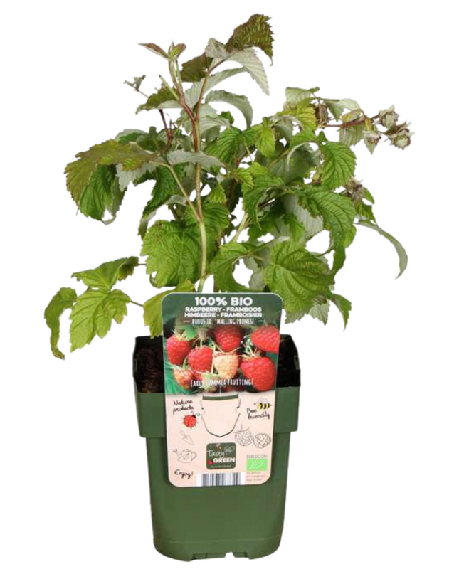 Piante di lamponi BIO - 6 pezzi - Ø 13 cm - ↨ 20 cm