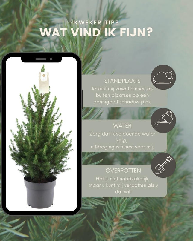 Kleine Kerstboom pot Ø19 cm - ca. 70 cm hoogte - Picea glauca Conica