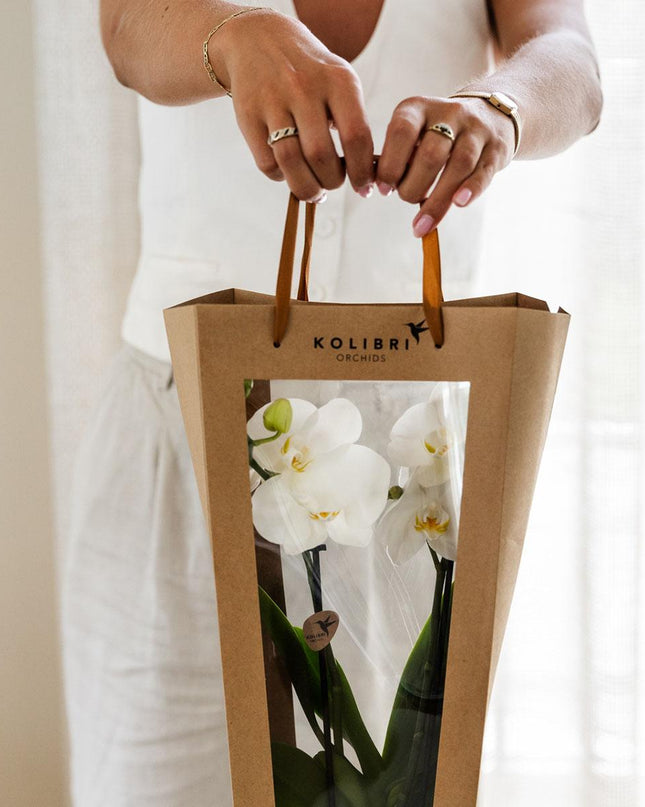 Kolibri Orchids | Planten cadeau veel succes |  Lausanne orchidee met pot, kaart & cadeautas