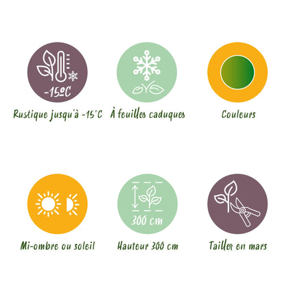 Japanse Esdoorn - Acer palmatum Methamorphosa - 2 stuks - Pot 19cm Hoogte 70cm