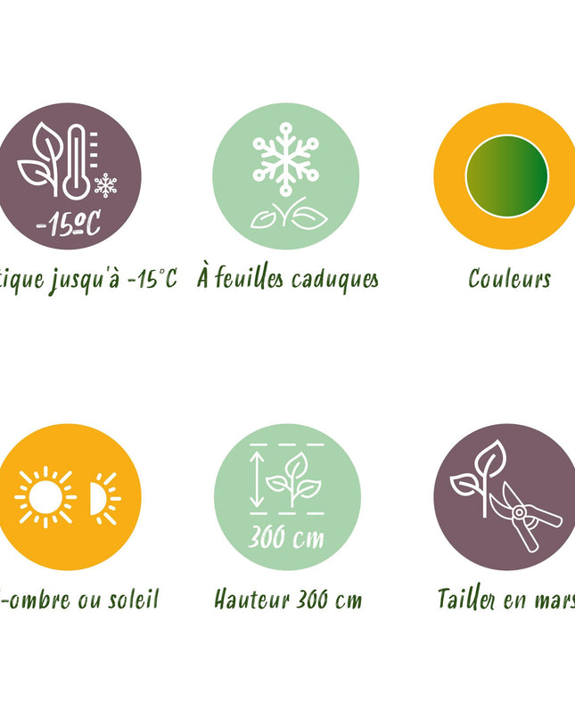 Acero giapponese - Acer palmatum Methamorphosa - 2 pezzi - Vaso 19 cm Altezza 70 cm