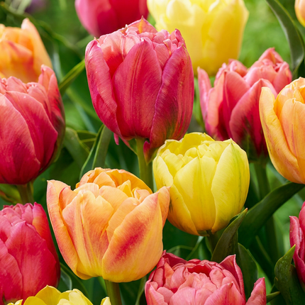 48x mezcla de Tulipa Symbiosa - tulipán Symbiosa mix - varios - floración primaveral - calibre del bulbo 11/12