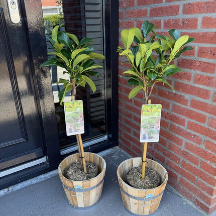 Prunus laurocerasus Etna® - Evergreen - Hardy in Winter - Green Leaf - Pot 19cm Height 90cm