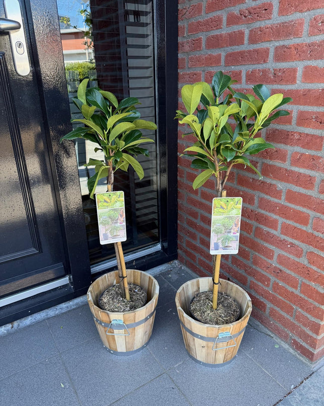 Prunus laurocerasus Etna® - Evergreen - Hardy in Winter - Green Leaf - Pot 19cm Height 90cm