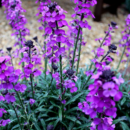 60x Erysimum 'Bowles' Mauve' - ↕10-25cm - Ø9cm