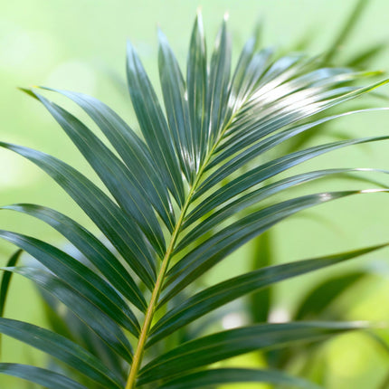 Plante d'intérieur - Howea Forsteriana - Palmier Kentia - Peu d'entretien - Vert - 1 plante - Pot 27 cm - Hauteur 180 cm