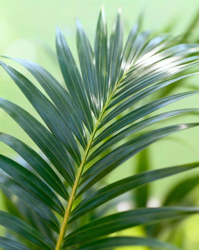 Zimmerpflanze - Howea Forsteriana - Kentia-Palme - Wenig Pflege - Grün - 1 Pflanze - Topf 27 cm - Höhe 180 cm