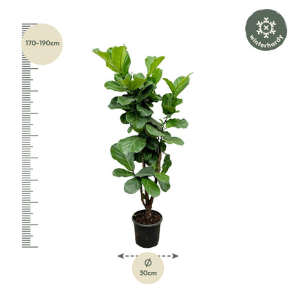 Ficus Lyrata innestato - 150cm - ⌀30 - 32