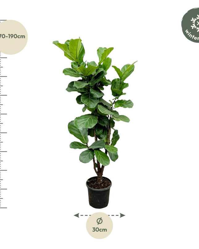 Ficus Lira ramificado - 150cm - ⌀30 - 32