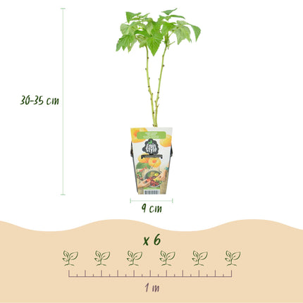 Gelbe Himbeere Obstpflanzen - 6 Pflanzen - Rubus idaeus Fallgold - Winterfest - Topf 9 cm
