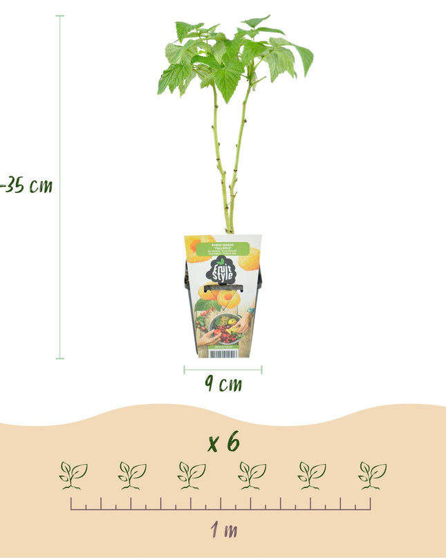 Yellow Raspberry Fruit Plants - 6 plants - Rubus idaeus Fallgold - Hardy in Winter - Pot 9 cm