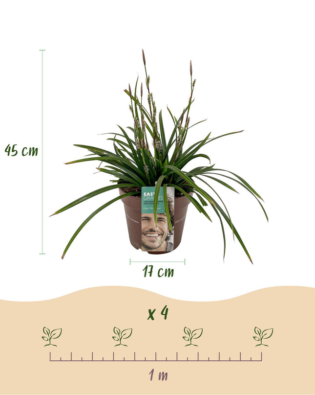Siergrassen -  Carex morrowii Irish Green - Groen & Geel - 2 Planten - Bladhoudend - Weinig Onderhoud - Pot 17cm Hoogte 50cm
