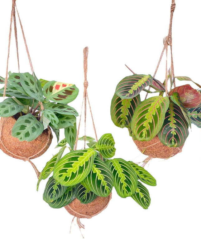 Kokodama Mezcla de Maranta - 3 piezas - Ø15cm - ↕20cm