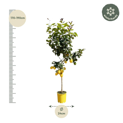 Citroenboom - 140 cm - ø24