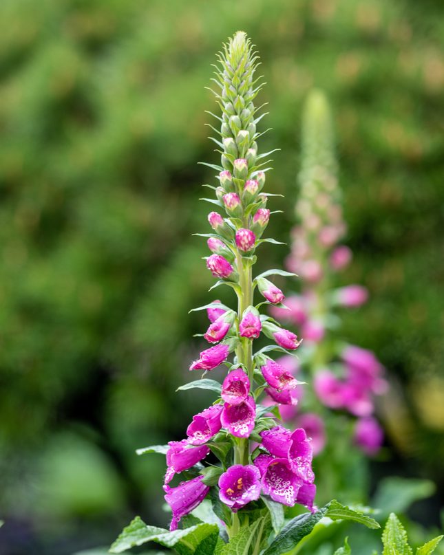 48x Digitalis purpurea - ↕10-25cm - Ø9cm