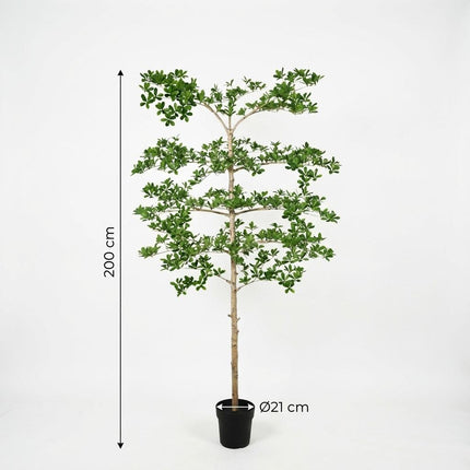 Planta artificial Bucida - 200cm