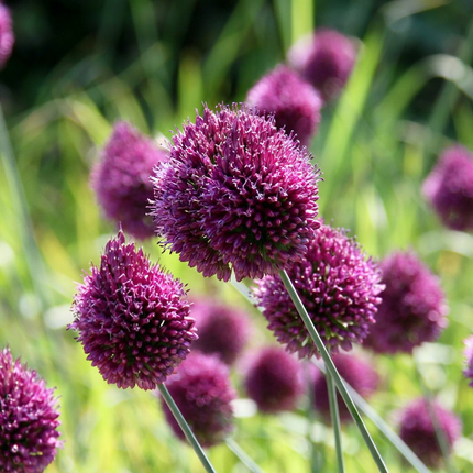 800x Allium Sphaerocephalon - Ajo de cabeza redonda - Morado - Floración estival - Tamaño del bulbo 5/6
