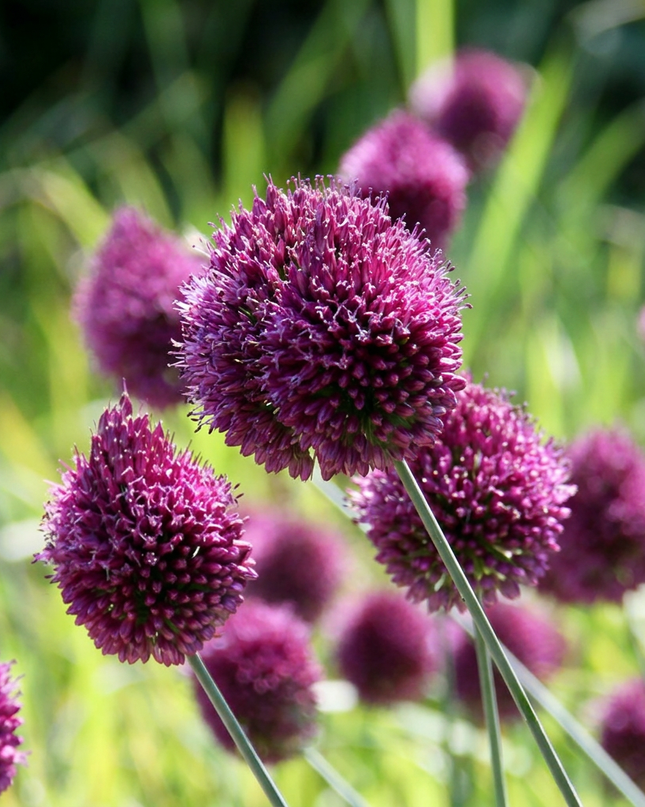 800x Allium Sphaerocephalon - Ajo de cabeza redonda - Morado - Floración estival - Tamaño del bulbo 5/6