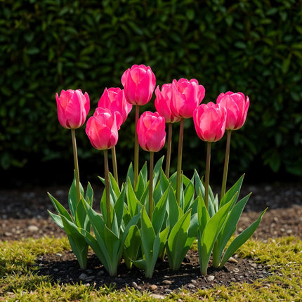 Bloembollen - Tulp Triumph Pink - Kleur Roze - 15 stuks - Bolmaat 11/12 - XXL Pack