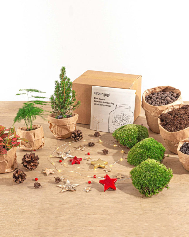 DIY Kerst Terrarium - Mini-kerstboom  - Planten terrarium pakket - 3 planten -  Navulling & Startpakket