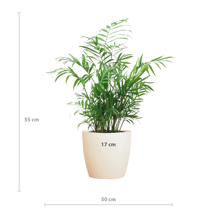 Chamadorea Elegans incl. pot Viber wit - 55cm - Ø17
