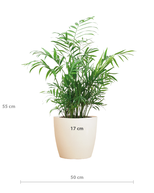Chamadorea Elegans incl. pot Viber wit - 55cm - Ø17
