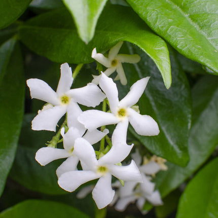 Trachelospermum 'Star of Venice' - Toscaanse Jasmijn Wit - Ø15cm - ↕65cm
