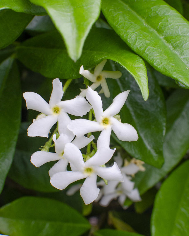 Trachelospermum 'Star of Venice' - Toscaanse Jasmijn Wit - Ø15cm - ↕65cm