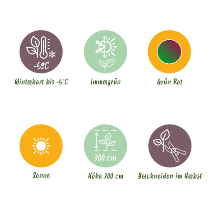 Bananen plant - 4 planten - Musa sikkemensis Red Tiger - Winterhard - Pot 12cm Hoogte 30cm