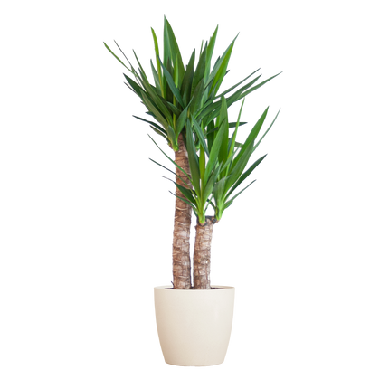 Yucca Elephantipes incl. pot Viber wit - 90cm - Ø21