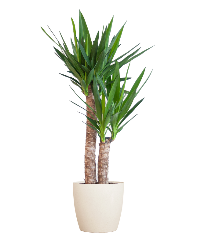 Yucca Elephantipes incl. pot Viber wit - 90cm - Ø21