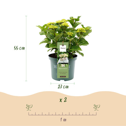 Hortensia Wit - Hydrangea Magical Nobless - 2 Planten - Pot 23cm Hoogte 55cm