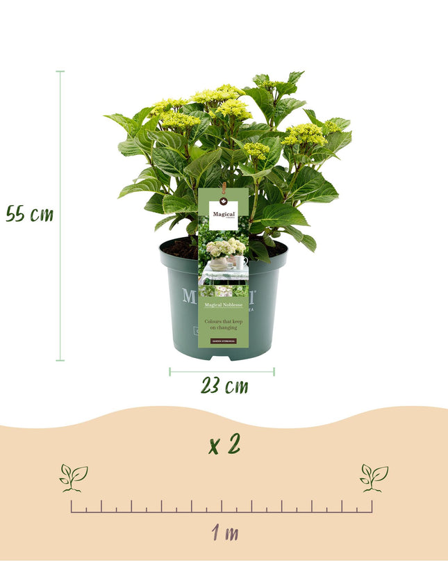 Hortensia Wit - Hydrangea Magical Nobless - 2 Planten - Pot 23cm Hoogte 55cm