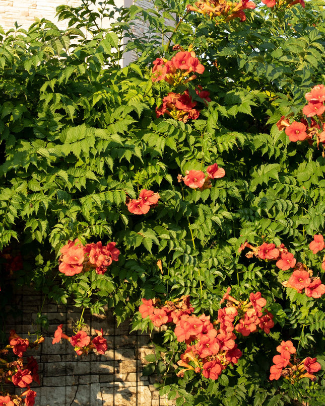 Klimplanten Rainbow - 4 planten - Clematis montana Rubens  Hedera helix lonicera Goldflame Campsis madame Galen   - Jaarrond kleur - Pot 11cm Hoogte 40cm